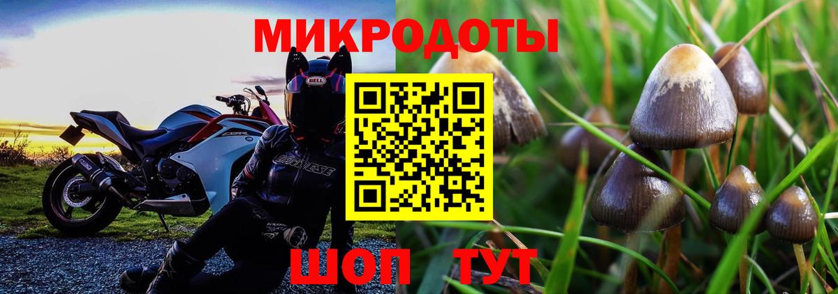 Псилоцибиновые грибы мицелий  Челябинск  Галлюциногенные грибы Psilocybe 